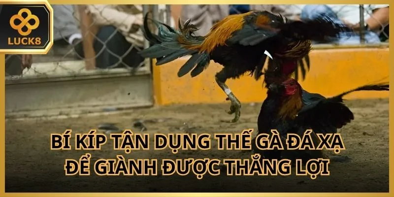 Tổng hợp các bí kíp tận dụng thế gà đá xạ để giành được thắng lợi